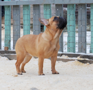 Zdjęcie №1. buldog francuski - na sprzedaż w Moskwa | 1859zł | Zapowiedź №4449