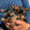 Zdjęcie №1. yorkshire terrier - na sprzedaż w Helsinki | negocjowane | Zapowiedź №65639