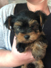 Zdjęcie №3. Śliczne szczenięta Yorkshire Terrier do adopcji. Niemcy