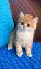 Zdjęcie №1. kot brytyjski krótkowłosy - na sprzedaż w Long Beach | 1109zł | Zapowiedź № 84060