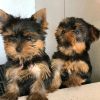 Zdjęcie №1. yorkshire terrier - na sprzedaż w Pando | 1172zł | Zapowiedź №63943