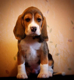 Zdjęcie №2 do zapowiedźy № 2029 na sprzedaż  beagle (rasa psa) - wkupić się Federacja Rosyjska od żłobka