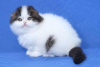 Zdjęcie №3. Piękne, wesołe i pewne siebie kocięta Scottish Fold. Finlandia