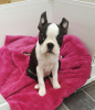 Zdjęcie №3. Urocze szczenięta Boston Terrier do bezpłatnej adopcji. Niemcy