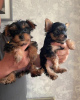 Zdjęcie №1. yorkshire terrier - na sprzedaż w Cincinnati | 1585zł | Zapowiedź №115250