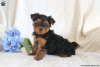 Dodatkowe zdjęcia: Sprzedam szczenięta rasy Yorkshire Terrier
