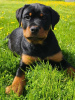 Zdjęcie №2 do zapowiedźy № 106586 na sprzedaż  rottweiler - wkupić się Łotwa hodowca