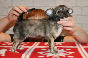 Zdjęcie №2 do zapowiedźy № 4512 na sprzedaż  chihuahua (rasa psów) - wkupić się Federacja Rosyjska od żłobka