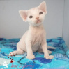 Zdjęcie №1. devon rex - na sprzedaż w Monachium | 837zł | Zapowiedź № 123673