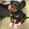 Zdjęcie №1. rottweiler - na sprzedaż w Trondheim | negocjowane | Zapowiedź №78393