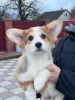 Zdjęcie №2 do zapowiedźy № 42389 na sprzedaż  welsh corgi - wkupić się Niemcy od żłobka