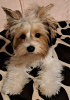 Zdjęcie №1. yorkshire terrier - na sprzedaż w Пардубице | 39614zł | Zapowiedź №89725