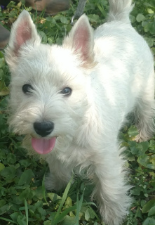 Zdjęcie №1. west highland white terrier - na sprzedaż w Dnipro | 3765zł | Zapowiedź №6335