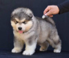 Zdjęcie №1. alaskan malamute - na sprzedaż w Šid | negocjowane | Zapowiedź №123288