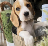Zdjęcie №1. beagle (rasa psa) - na sprzedaż w Антверпен | 1674zł | Zapowiedź №96196