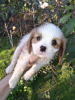 Dodatkowe zdjęcia: Idealne szczenięta Cavalier King Charles Spaniel.