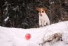Dodatkowe zdjęcia: Szczeniak rasowy Jack Russell Terrier