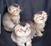 Zdjęcie №1. scottish fold - na sprzedaż w Berno | negocjowane | Zapowiedź № 121749