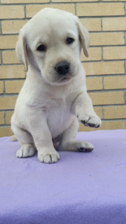 Zdjęcie №1. labrador retriever - na sprzedaż w Czelabińsk | 1960zł | Zapowiedź №6185