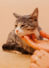 Zdjęcie №3. Kotek Korzhik w dobrych rękach. Federacja Rosyjska