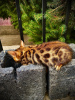 Zdjęcie №2 do zapowiedźy № 82126 na sprzedaż  kot bengalski - wkupić się Kazachstan prywatne ogłoszenie