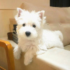 Zdjęcie №2 do zapowiedźy № 99260 na sprzedaż  west highland white terrier - wkupić się Niemcy 