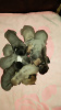 Zdjęcie №1. amerykański staffordshire terier - na sprzedaż w Odessa | negocjowane | Zapowiedź №10735