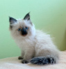 Zdjęcie №2 do zapowiedźy № 32041 na sprzedaż  kot syberyjski - wkupić się Niemcy prywatne ogłoszenie