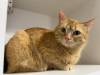 Dodatkowe zdjęcia: Cudowny młody kot Fox szuka domu i kochającej rodziny!