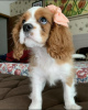 Zdjęcie №1. cavalier king charles spaniel - na sprzedaż w Auckland | negocjowane | Zapowiedź №42673