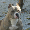 Zdjęcie №2 do zapowiedźy № 44283 na sprzedaż  american bully - wkupić się Federacja Rosyjska od żłobka, hodowca