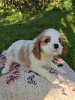 Dodatkowe zdjęcia: Idealne szczenięta Cavalier King Charles Spaniel.