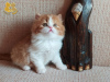 Zdjęcie №2 do zapowiedźy № 8527 na sprzedaż  kot brytyjski długowłosy - wkupić się Federacja Rosyjska od żłobka