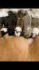 Zdjęcie №4. Sprzedam amerykański staffordshire terier w Tula. od żłobka - cena - negocjowane