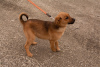 Zdjęcie №4. Sprzedam pies nierasowy w Soczi. prywatne ogłoszenie - cena - Bezpłatny