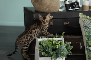 Zdjęcie №2 do zapowiedźy № 923 na sprzedaż  kot bengalski - wkupić się Federacja Rosyjska hodowca