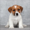 Zdjęcie №1. jack russell terrier - na sprzedaż w Petersburg | 2599zł | Zapowiedź №9565