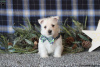 Zdjęcie №4. Sprzedam west highland white terrier w Berlin.  - cena - negocjowane