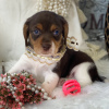 Zdjęcie №1. beagle (rasa psa) - na sprzedaż w São Paulo | 832zł | Zapowiedź №45710