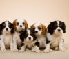 Zdjęcie №1. cavalier king charles spaniel - na sprzedaż w Stockholm | negocjowane | Zapowiedź №96281