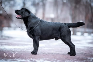 Dodatkowe zdjęcia: Szczeniak Labrador Retriever