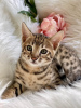 Zdjęcie №4. Sprzedam kot bengalski w Washington. prywatne ogłoszenie - cena - 1188zł