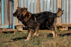 Zdjęcie №2 do zapowiedźy № 8304 na sprzedaż  pies nierasowy - wkupić się Federacja Rosyjska ze schronu