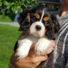 Zdjęcie №1. cavalier king charles spaniel - na sprzedaż w Katunayake | 3348zł | Zapowiedź №111733