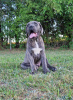 Dodatkowe zdjęcia: Cane Corso Italiano Puppies (FCI)