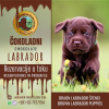 Zdjęcie №1. labrador retriever - na sprzedaż w Trstenik | negocjowane | Zapowiedź №78046