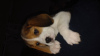Zdjęcie №2 do zapowiedźy № 96088 na sprzedaż  beagle (rasa psa) - wkupić się Włochy hodowca