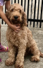 Zdjęcie №1. labradoodle - na sprzedaż w Kovilj | negocjowane | Zapowiedź №105047