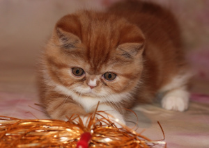 Zdjęcie №2 do zapowiedźy № 5638 na sprzedaż  kot egzotyczny - wkupić się Federacja Rosyjska hodowca