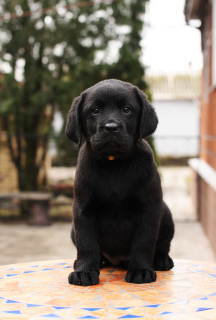 Zdjęcie №3. Szczeniaki Labradora w kolorze czarnym i płowym.. Ukraina